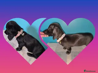Miniature Dachshund dogs ✨️RARE SOLID COLOURS✨️ MINI DACHSHUND PUPPIES - Advert 4