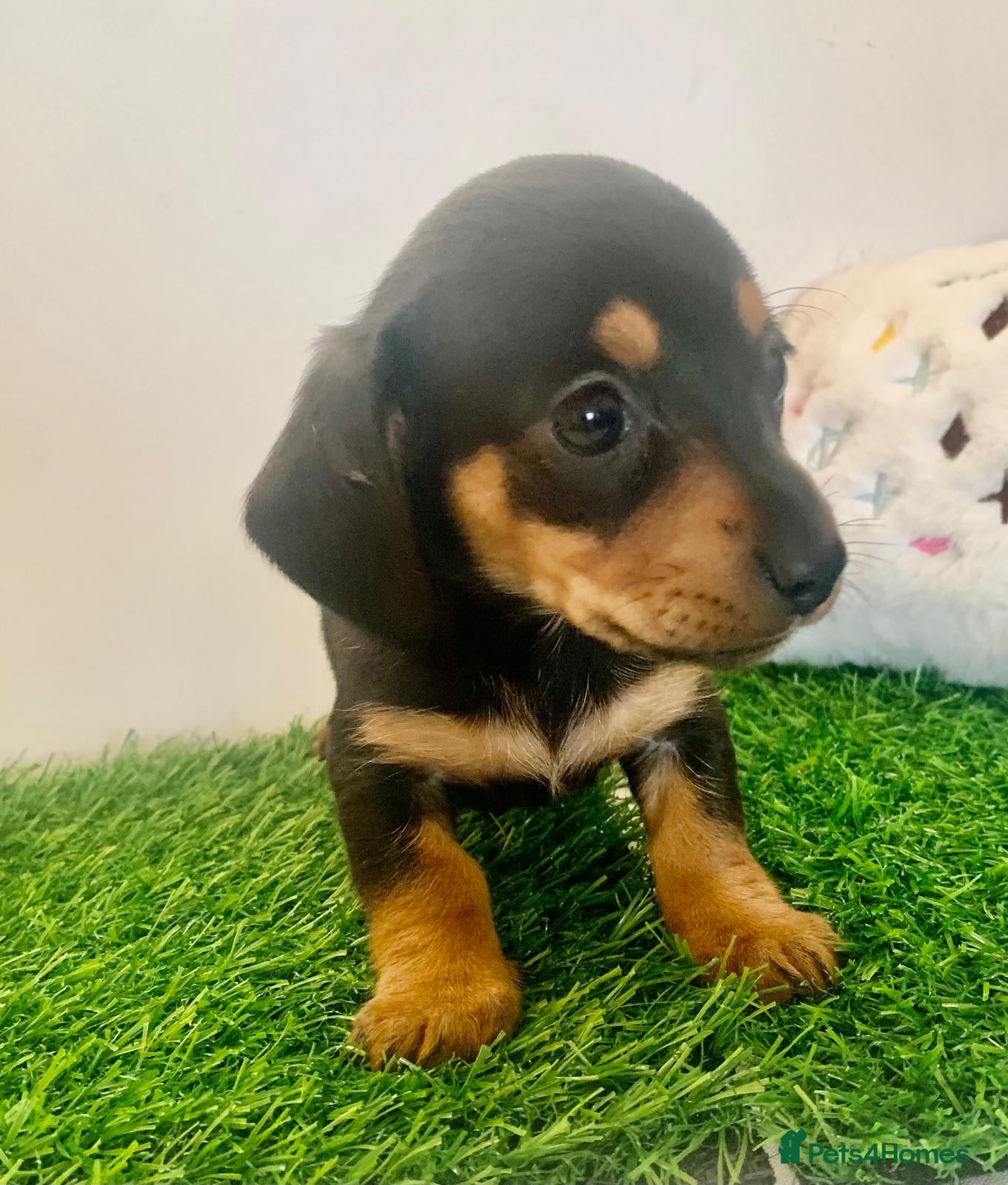 Miniature Dachshund dogs (Kc registered ready now)tiny daschund puppies   - Advert 15