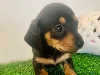 Miniature Dachshund dogs (Kc registered ready now)tiny daschund puppies - Advert 15