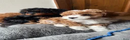 Cavapoo dogs for sale: Cavapoo Puppies  - Advert 10