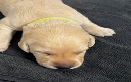 Labrador Retriever dogs for sale: Stunning, White/Yellow KC Registered Labrador Pups - Image 13