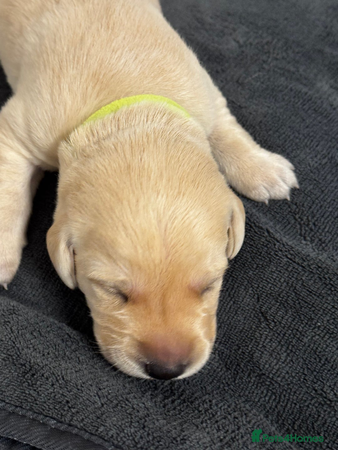 Labrador Retriever dogs for sale: Stunning, White/Yellow KC Registered Labrador Pups - Image 13