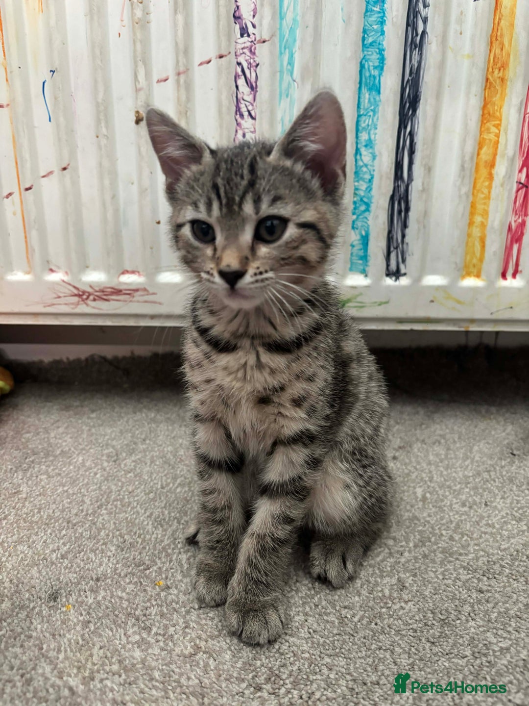 Mixed Breed cats for sale: Mix breed kittens - Advert 11