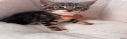 Mixed Breed cats for sale: Beautiful friendly well handled kittens - Advert 16