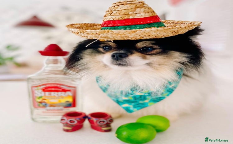 Pomeranian dogs - Advert 2