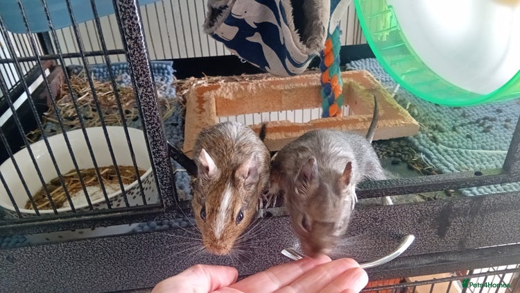 Degus rodents - Advert 8