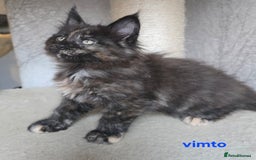 Maine Coon cats for sale: Maine Coon Kittens Tortie/Torbie Russian lines - Image 35
