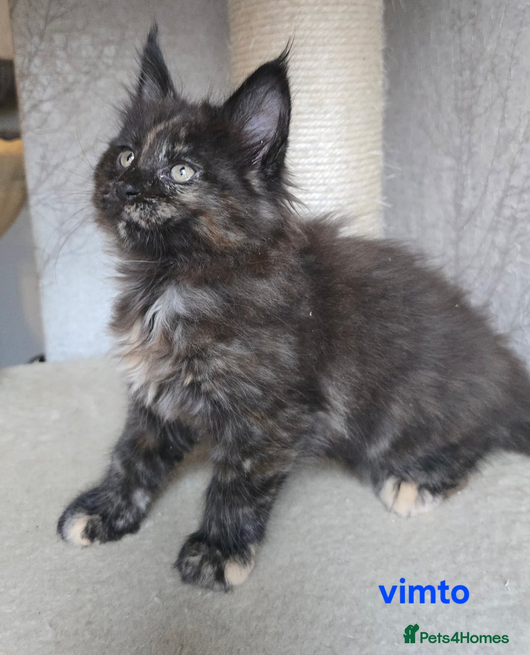 Maine Coon cats for sale: Maine Coon Kittens Tortie/Torbie Russian lines - Image 35