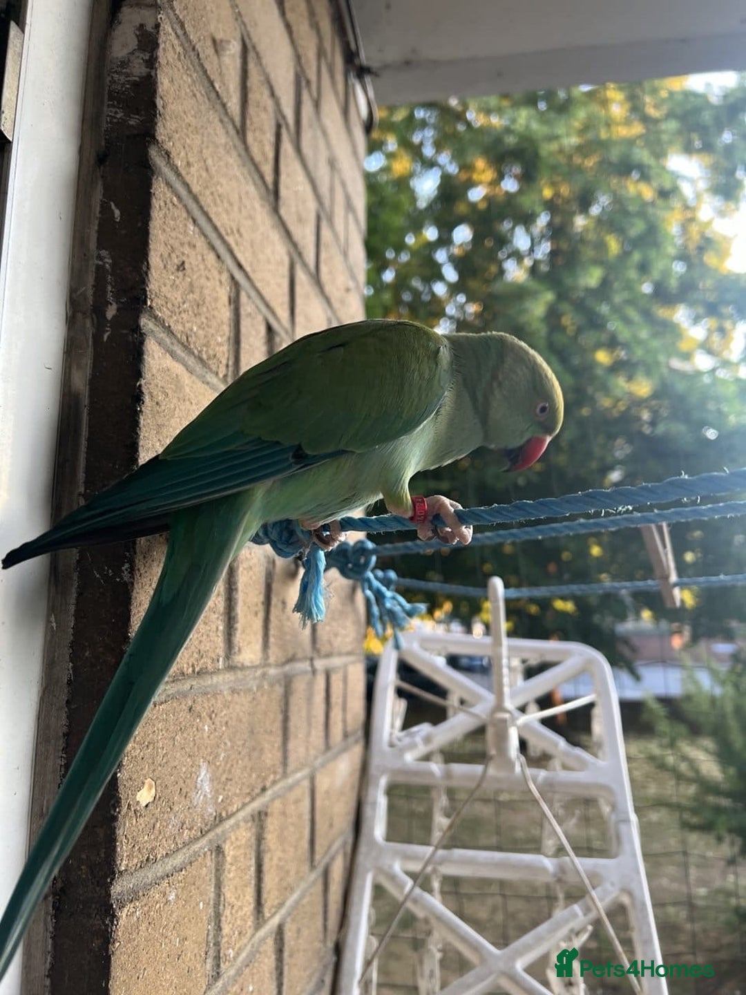 Parrots birds for sale: Beautiful super tame Ringneck parrots  - Image 3