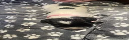 English Springer Spaniel dogs for sale: English Springer Spaniel Puppies  - Advert 15