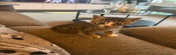 Bengal cats for sale: 4 x Beautiful Male Bengal Cross - Advert 21