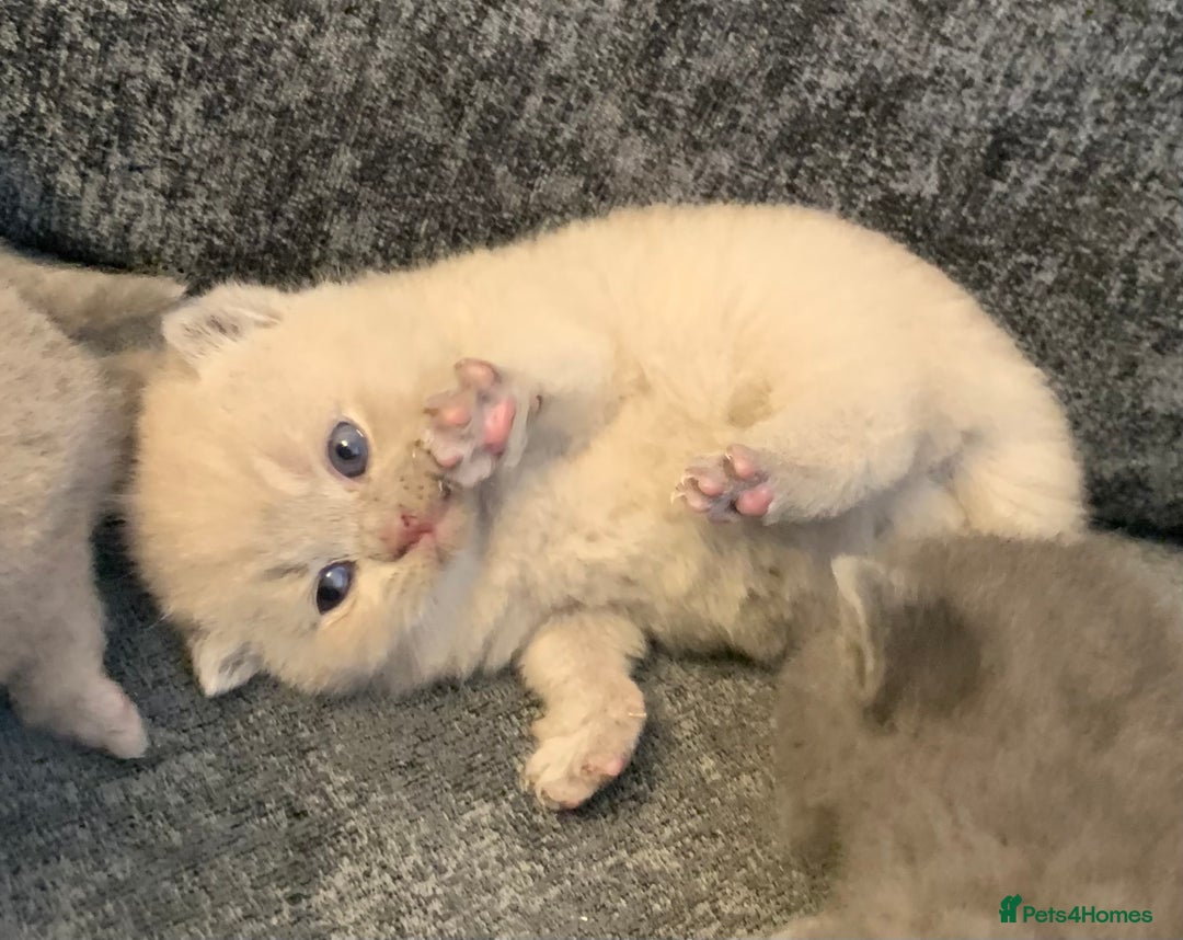 British Shorthair cats for sale: British blue shorthair kittens  - Image 2