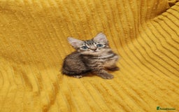 Mixed Breed cats for sale: TINY TABBY MALE KITTEN VIDEOS - Image 3