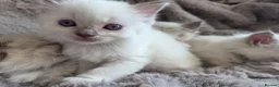 Ragdoll cats for sale: 🏆GCCF REG. EXTENSIVELY TESTED RAGDOLL KITTENS 🌟 - Advert 18