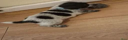 Mixed Breed dogs for sale: Jackapoos  - Advert 13