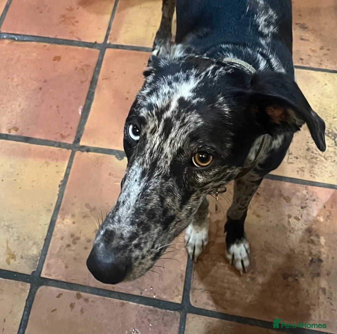Mixed Breed dogs for sale: Beautiful 1.5 yrs neutered whippet-saluki cross - Advert 1