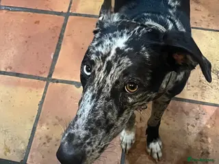 Mixed Breed dogs Beautiful 1.5 yrs neutered whippet-saluki cross - Advert 2