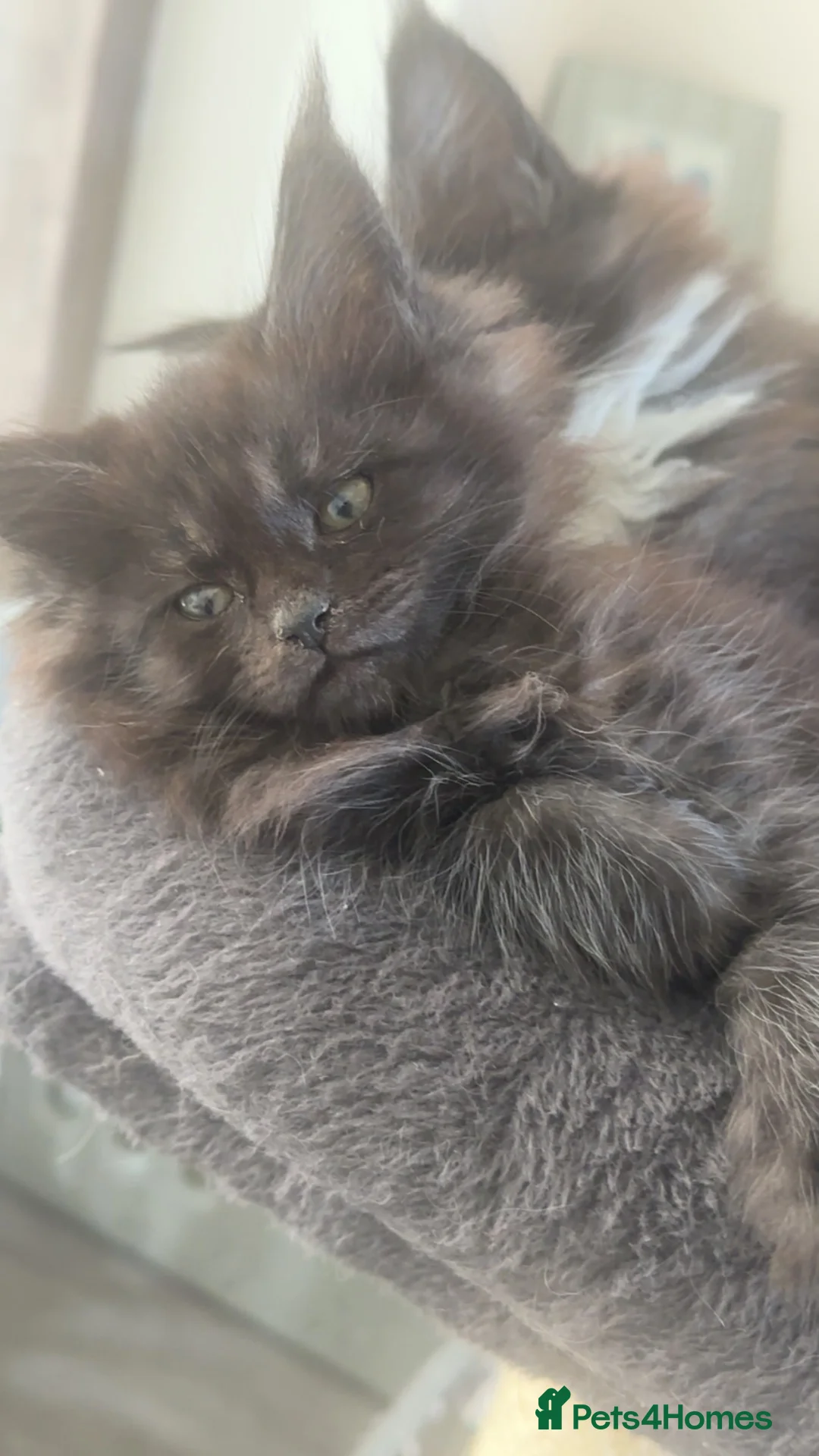 Maine Coon cats for sale: 2 females left ready now  - Advert 2