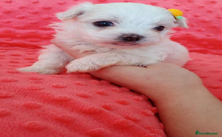 Maltese dogs - Advert 11