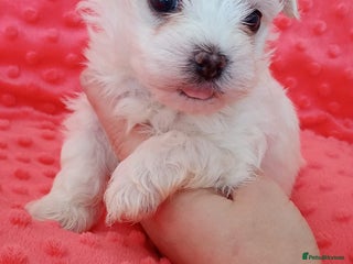 Maltese dogs - Advert 27