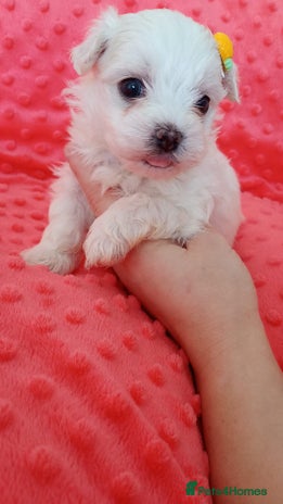 Maltese dogs - Advert 11