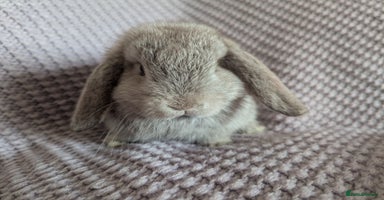 Mini Lop rabbits - Advert 7