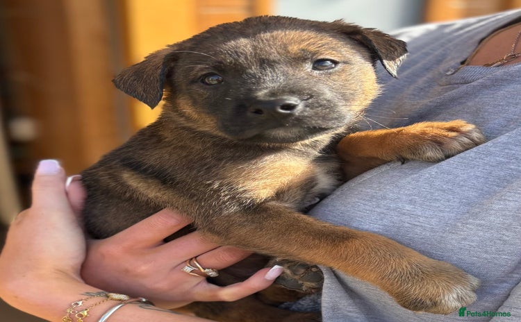 Mixed Breed dogs - Advert 3