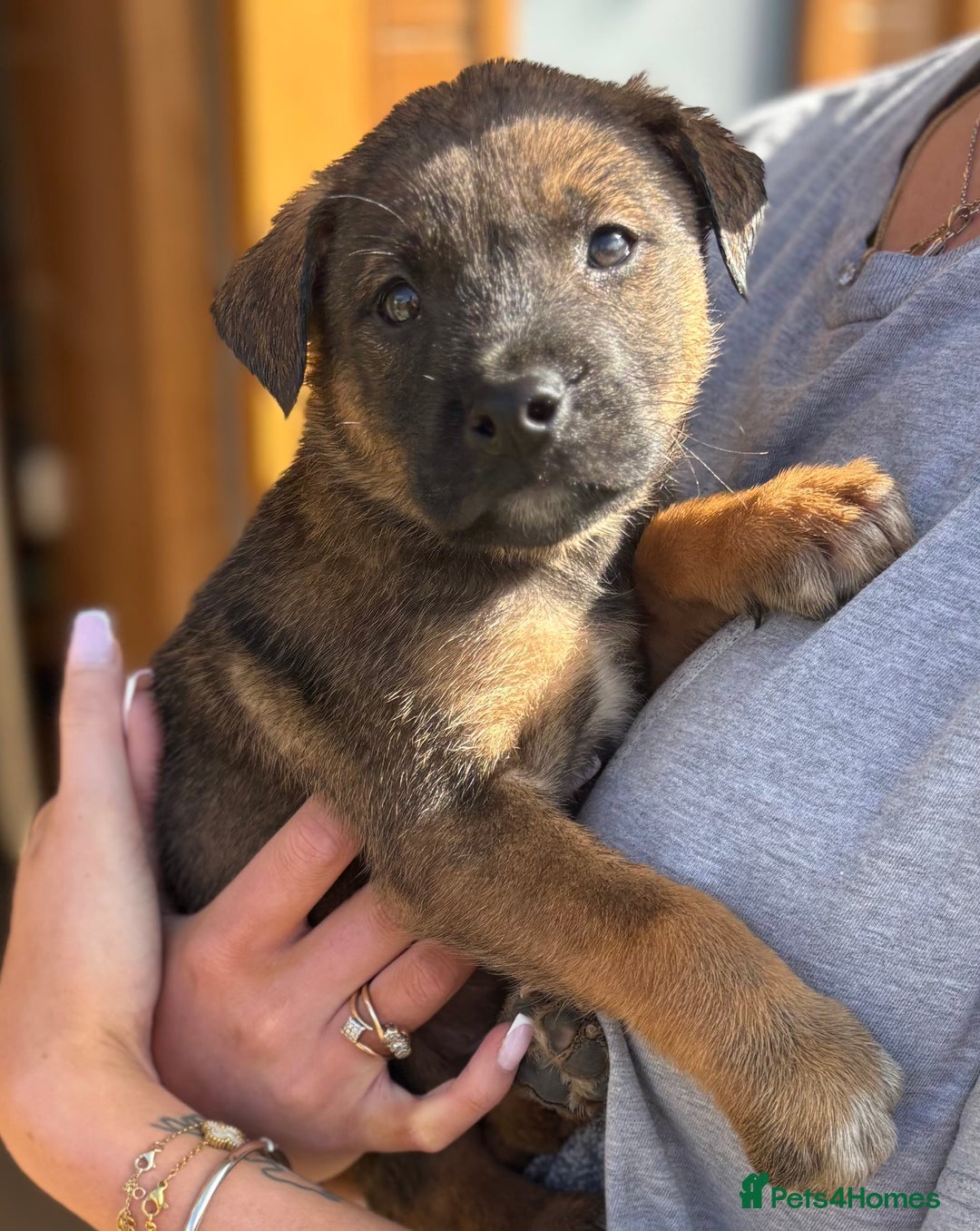 Mixed Breed dogs for sale: Japanese Bear-headed Akita X Dobermann hybrids  - Image 3
