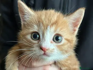 Mixed Breed cats 1 cute playful ginger boy left from litter - Advert 7