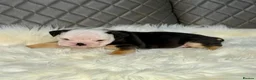 English Bulldog dogs for sale: Gorgeous English Bulldog Puppies Available in Manchester - Advert 2