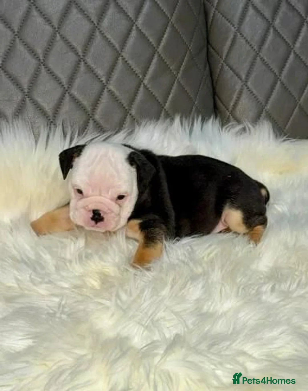 English Bulldog dogs for sale: Gorgeous English Bulldog Puppies Available in Manchester - Advert 2