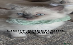 Ragdoll cats for sale: 3 Left! Gorgous blue point girls available🐾 - Image 5