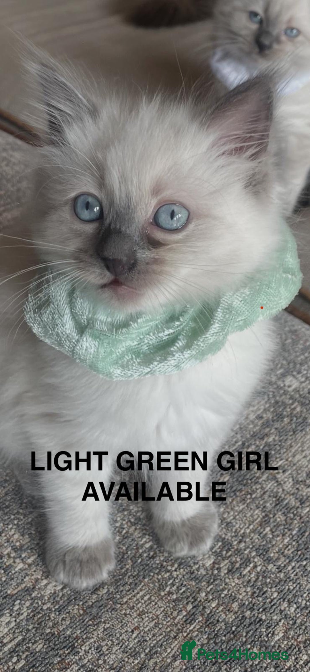 Ragdoll cats for sale: 3 Left! Gorgous blue point girls available🐾 - Image 5