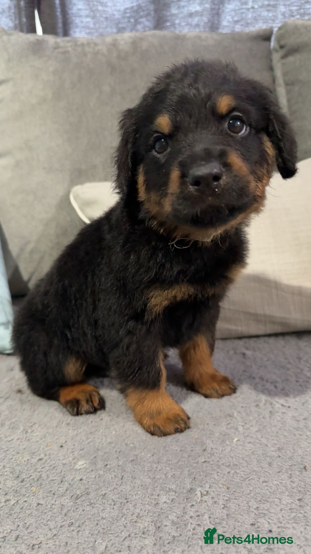 Rottweiler dogs for sale: Male rottweilwr puppy looking for a forever home - Advert 1