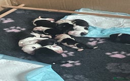 Old English Sheepdog dogs for sale: Old English puppies - Image 3