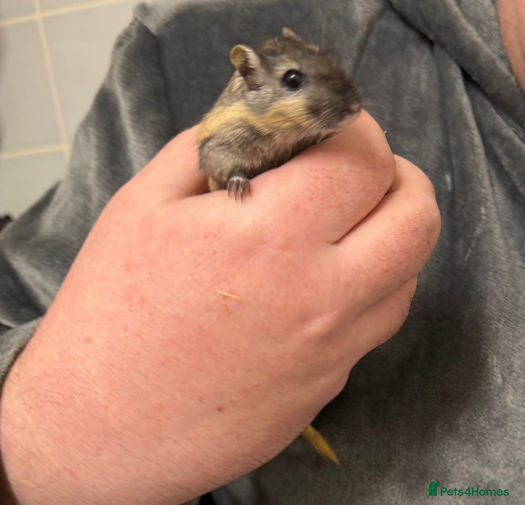 Gerbil rodents for sale: 2 bonded brothers hand tamed - Advert 9