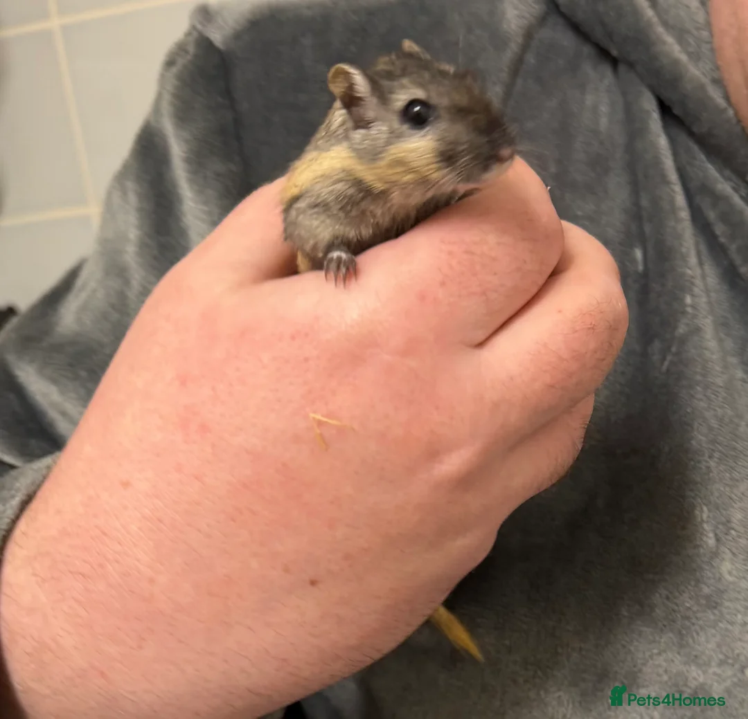 Gerbil rodents for sale: 2 bonded brothers hand tamed 20 pound each  - Advert 9