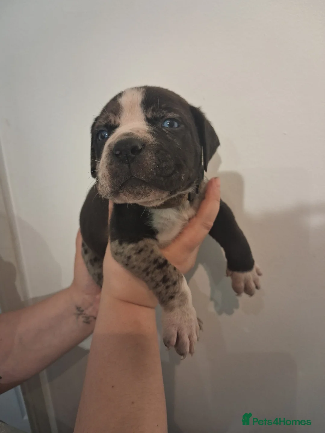 Mixed Breed dogs for sale: Alapaha Blue Blood Bulldog X Cane Corso Puppies  - Advert 9