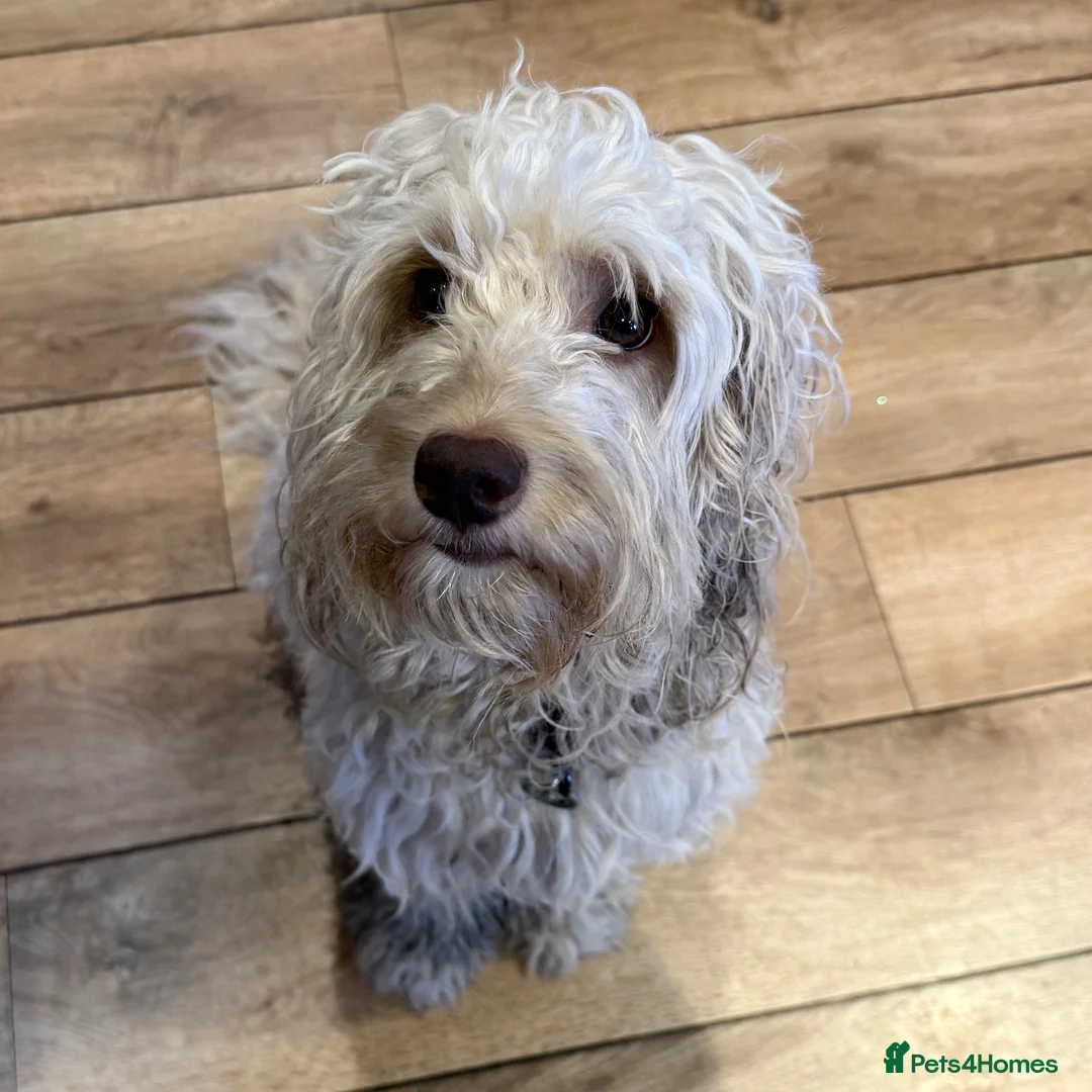 Labradoodle dogs for sale: MultiGen Miniature Merle Labradoodle Puppies  - Advert 2