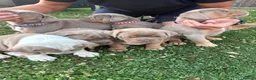 Olde English Bulldogge dogs for sale:  Olde English Bulldog Puppies L - Advert 31