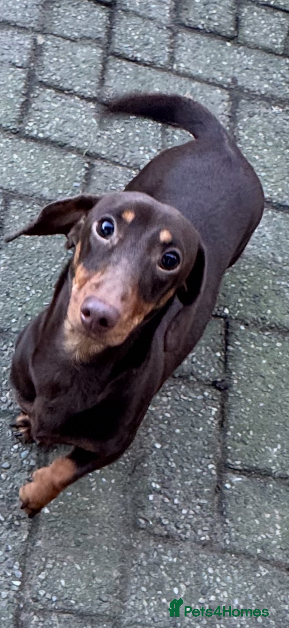 Miniature Dachshund dogs KC CHOCOLATE & TAN MINIATURE DACHSHUND  - Advert 1