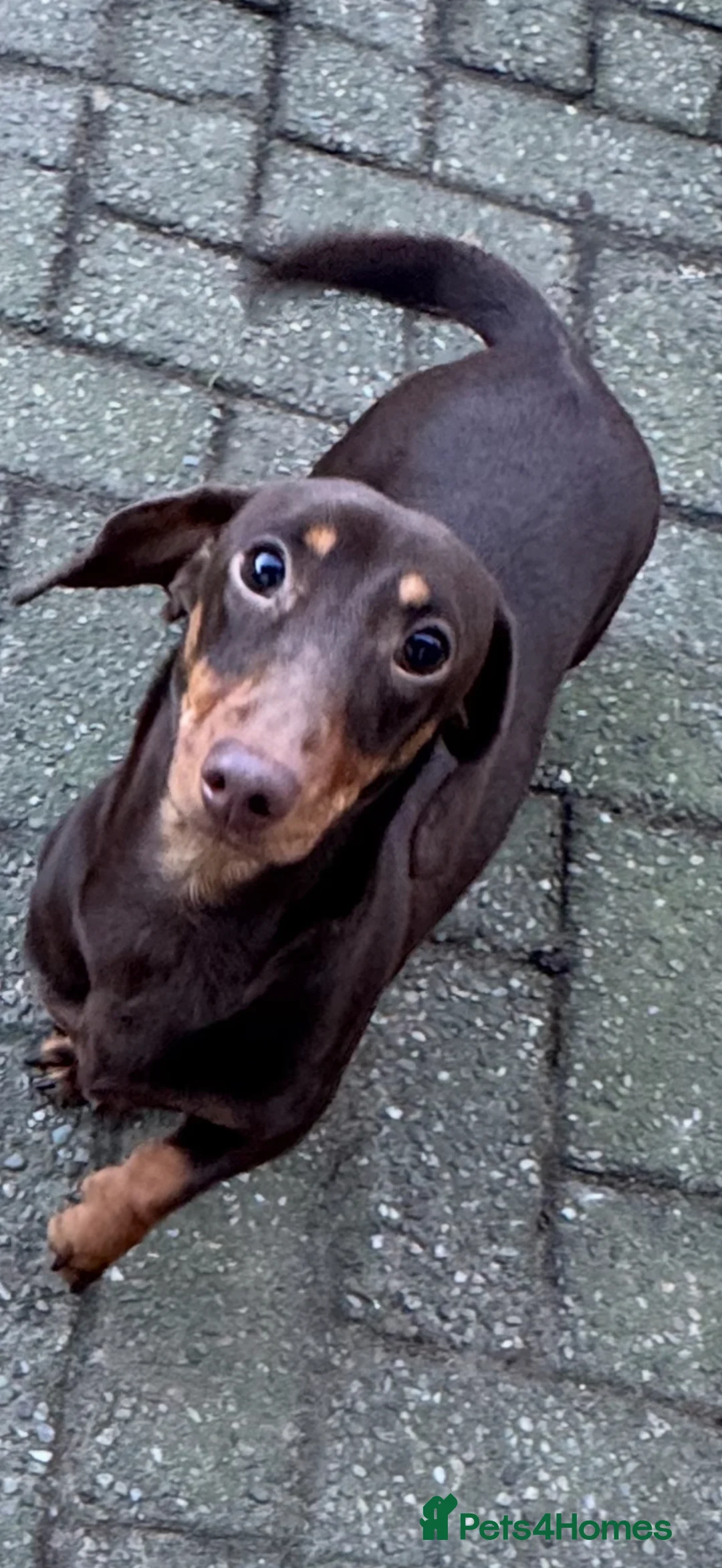 Miniature Dachshund dogs for sale: KC CHOCOLATE & TAN MINIATURE DACHSHUND  - Advert 1