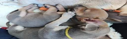 Chihuahua dogs for sale: 🐾4 Adorable Chihuahua Puppies Need Loving Homes🐾 - Advert 8