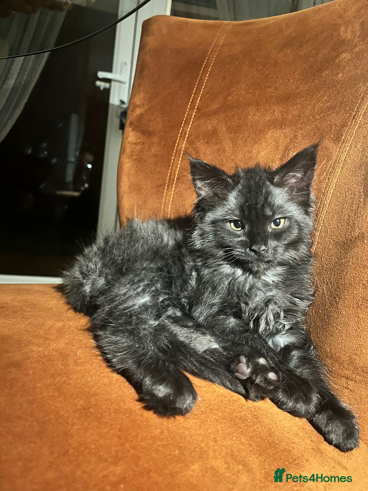 Maine Coon cats Tiny Tigers, Maine Coon Kittens for Sale - Advert 4