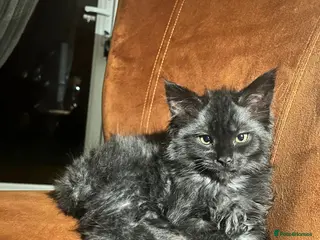 Maine Coon cats Tiny Tigers, Maine Coon Kittens for Sale - Advert 18