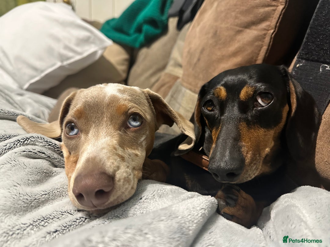 Miniature Dachshund dogs for sale: Mabel - Advert 2