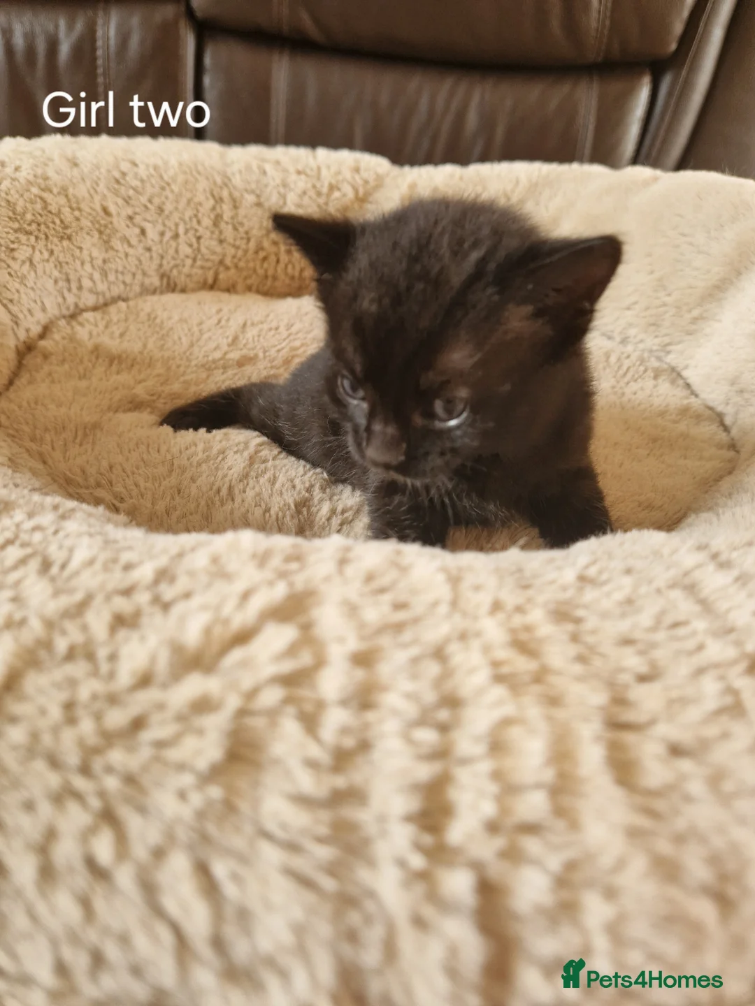 Mixed Breed cats for sale: Beautiful Domestic Shorthair Female Kitten - Advert 2