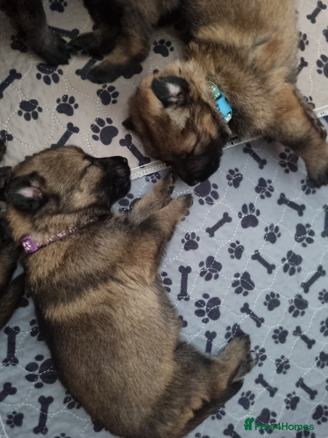 German Shepherd dogs for sale: 12 Czech KC Extensively Health Tested GSDs Puppies - Image 17