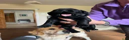 Goldador dogs for sale: One stunning goldador boy available ❤️ - Advert 35