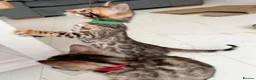 Bengal cats for sale: TICA Registered Bengal Kittens - Advert 25